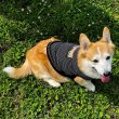 画像2: ミディアム ドッグ ムーン サーマル ストライプ Tシャツ 【中型犬用】 (2)