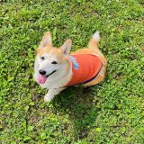 画像: ミディアム ドッグ ムーン サーマル ストライプ Tシャツ 【中型犬用】